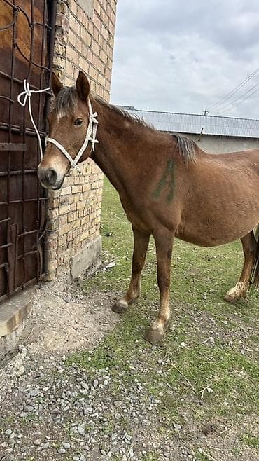 живой корм: Продаю | Кобыла (самка) | Рабочий — 5