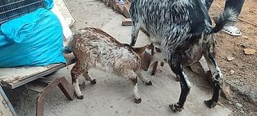 ротвейлер сучка: Продаю | Козёл (самец) | Для молока | Котные — 4