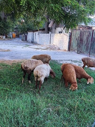 шотландская мраморная кошка: Продаю | Овца (самка) | Для разведения — 2