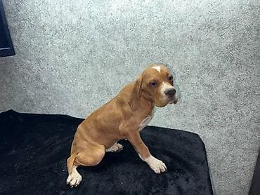 шинки афчарки: Чистокровные Щенки Английского пойнтера !возраст 3 Месяца, Привитые — 3