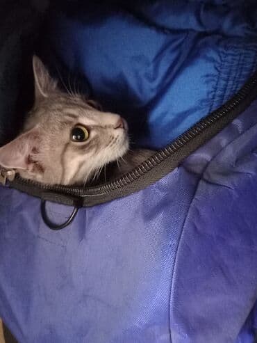 дом кошка: Кошка даром: Беспородная, 10 месяцев, Мальчик, Приучена к лотку — 1