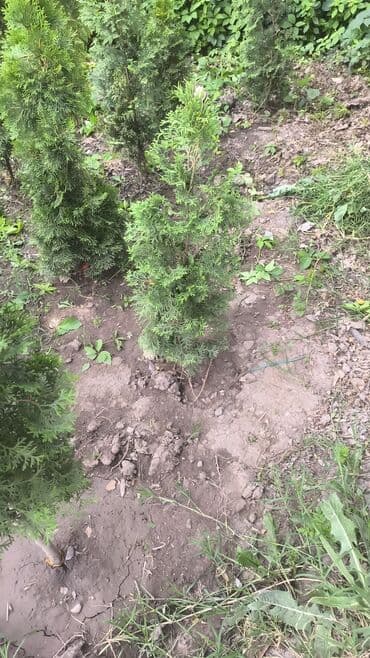 колоновидные саженцы: Саженцы деревьев: Туи — 3