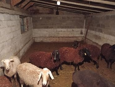 Продаю | Овца (самка) | Для разведения | Матка at lalafo.kg Продаю | Овца (самка) | Для разведения | Матка