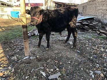 Продаю | Бык (самец) | Для разведения, На откорм