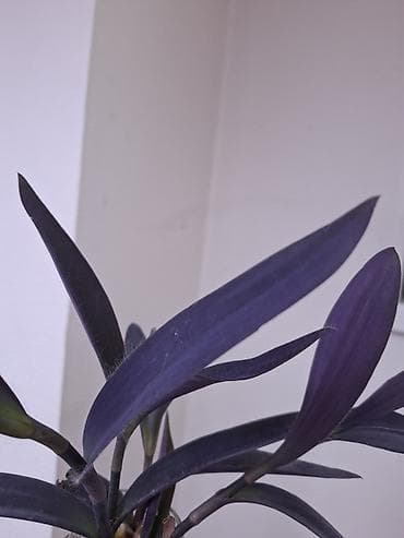 летние: Рассада традесканции пурпурной (Tradescantia spathacea ‘Purple’/Rhoeo) — 3