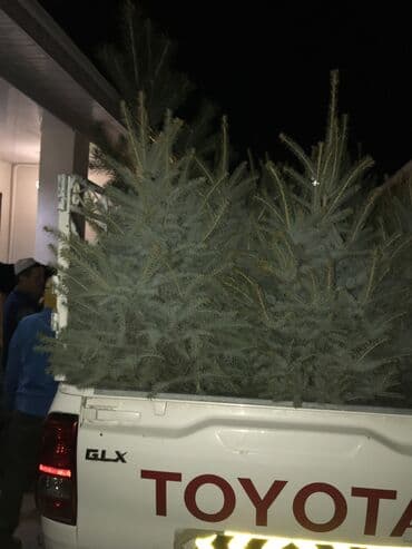 бишкек подарки для мужчин: Саженцы деревьев: Ели, Самовывоз, Платная доставка — 7