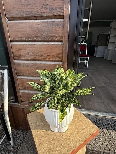 спатифилум женское счастье: Комнатные растения в горшках — для дома и офиса В ассортименте на — 9