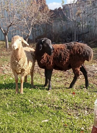 куплю недорого щенка немецкой овчарки: Продаю | Овца (самка) | Эдильбаевская | Для разведения — 4