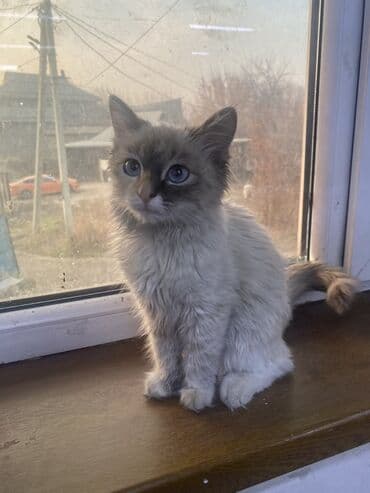 сколько стоит жеребенок купить: Котёнок с необычной окраской поинт (дымчато-серый с тёмной маской) — 3