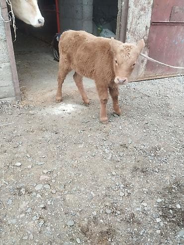 клетка для кур: Продаю | Музоо, торпок | На откорм | Привязанные — 1