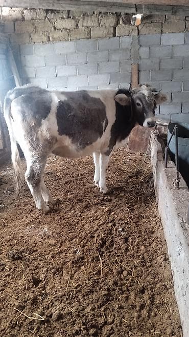 байтал сатылат: Сатам | Бука (эркек) | Аргын | Бордоп семиртүү үчүн | Байланган — 2