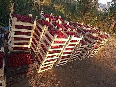 Малина Оптом at lalafo.kg Малина Оптом