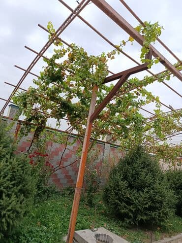 семена кустов: Продаются взрослые декоративные хвойные деревья (ель/пихта) для — 1