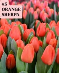 купить луковицы тюльпанов из голландии: Предлагаются тюльпаны различных оттенков для предзаказа к 8 марта 2026 — 6