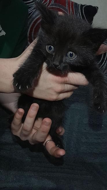 бенгалская кошка даром: Котята, помёт из нескольких окрасов: - дымчато-серый тигровый — 5