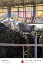 продаю музоо торпок корова самка бык самец айрширская ангус алатауская на забой для разведения на откорм племенные нетель привязанные: Продаю | Бык (самец) | Айрширская | На откорм, Для разведения | Племенные, Привязанные — 5