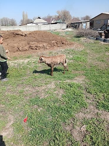 сх животные и товары: Продаю | Корова (самка) | Для разведения | После отела — 3