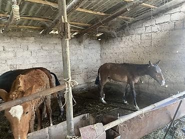 ат конь: Бир жаш тайлар 3 уургачы 3 эркек тайлар 
75000 мин сомдон — 8