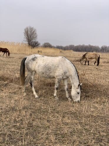 эшек сатылат: Сатам | Бээ (ургаачы) — 1