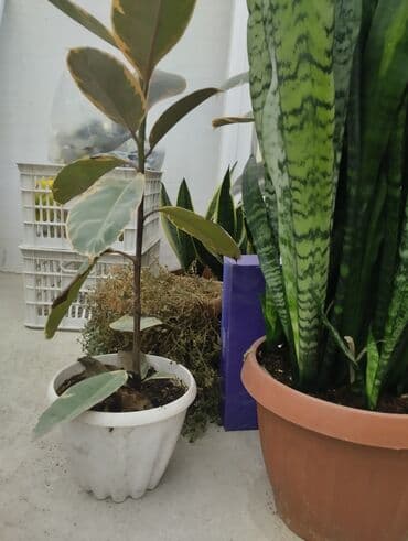 детскую кровать 7 в 1: Рассада деревьев: Самовывоз — 7