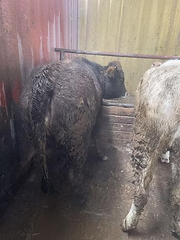 искусственное осеменение овец цена: Продаю | Тёлка | Ангус, Герефорд, Голштин — 6