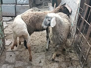 кошка домашный: Продаю | Овца (самка), Баран (самец) | На забой, Для разведения — 6