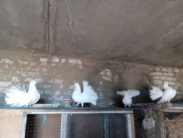 домик для кошки многоуровневый: Павлины голуби (фанTAIL, белые) — продаются парами. Характеристики: - — 2