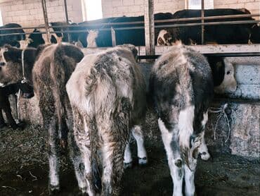 продам бу оборудование для птицефабрики: Продаю | Бык (самец) | Швицкая, Симментальская, Аулиекольская | На откорм — 9