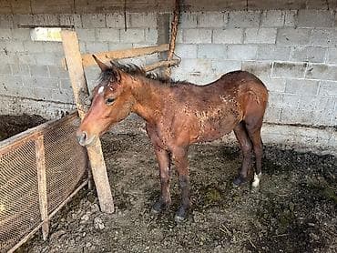 Продаю | Жеребенок | Рабочий