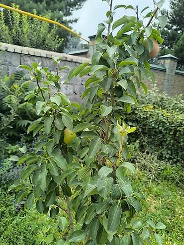 Уголь: Саженцы груши яблоко по 2 вида - Порода: груша. На фото видно молодые — 1