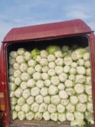 салаты на зиму: Капуста Пекинская — 2