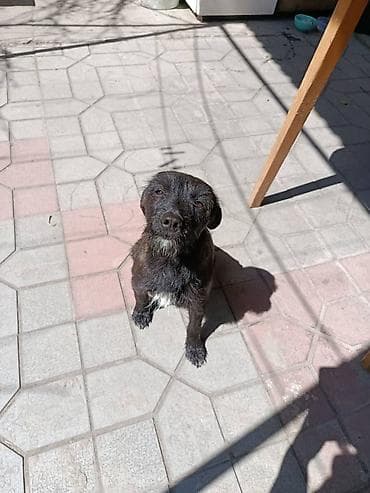 собака чихуахуа: Отдам в добрую семью, маленькую собачку, кто то её выкинул, скиталась — 2