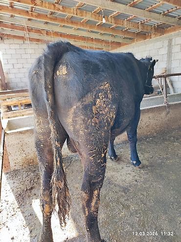 Коровы, быки: Продаю | Бык (самец) | Швицкая — 7