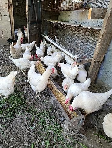Куры несушки около 30 штук продаю срочно смотреть некаму цена
