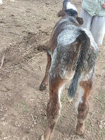 мед пчелинный: Продаю | Бык (самец) | Бельгийская — 5