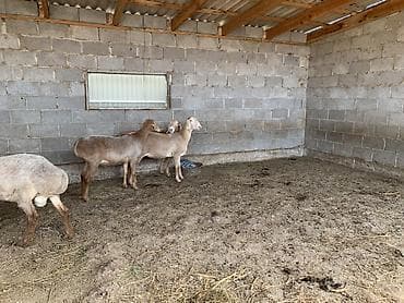 ниппельная поилка для кур: Продаю | Овца (самка) | Для разведения | Матка — 6