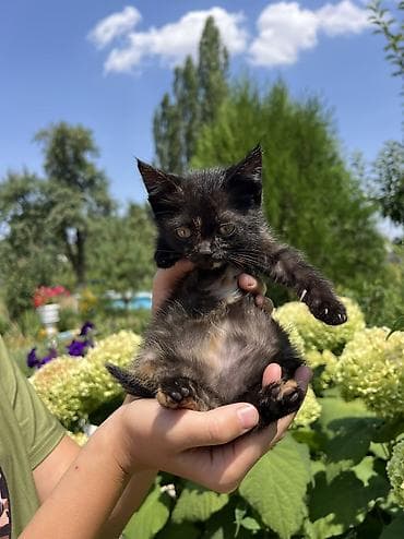 усыпление животных бишкек: Отдам котёнка в хорошие руки. 🐾 Котёнок черепахового окраса. Девочка — 3