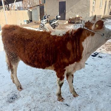 Иттер: Сатам | Кунаажын | Симментал | Бордоп семиртүү үчүн | Кысыр — 4