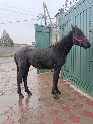 собака доберман сколько стоит: Продаю | Жеребенок | Конный спорт — 3