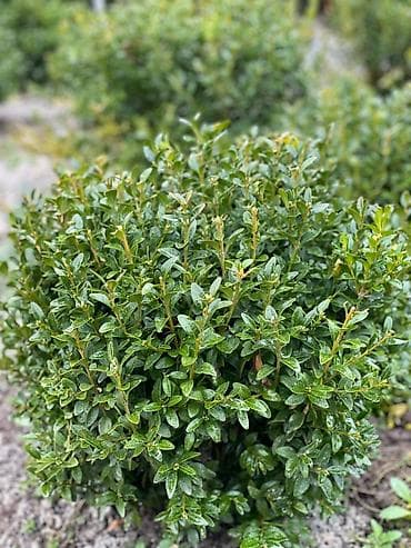 магазины постельного белья бишкек: Шамситтер 2000 ш/т оптом 1500 Ёлеа 3000 Жана Арчалар бар — 8