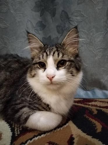 порода бенгал цена: Пушистый домашний кот с выразительной мордочкой и розовым носиком — 5