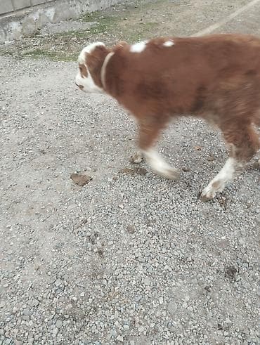 коровы сементал: Продаю | Тёлка | Симментальская | На откорм | Привязанные — 2