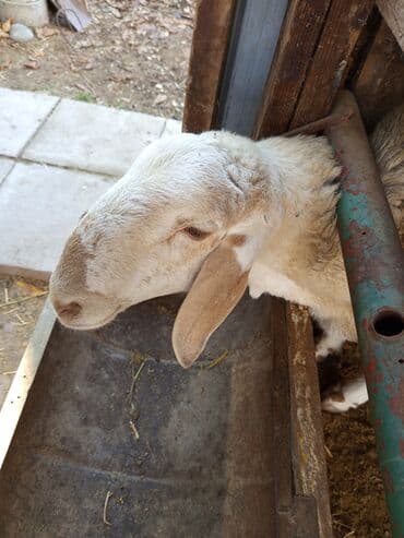 Грызуны: Продаю | Баран (самец) | Полукровка | Осеменитель — 2