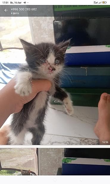 бенгальские котята: Внимание! кошки домашние Доставка нет Котята домашние, окрас: - — 2