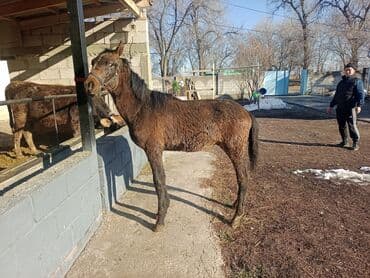 продажа щенков немецкой овчарки в бишкеке с документами: Продаю | Жеребенок | Кара Жорго | Для разведения | Племенные — 1