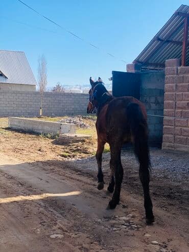 металлический ящик: Продаю | Кобыла (самка) | Рабочий | Мерин — 2