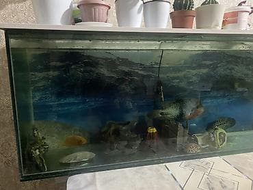 апарат инкубатор: Большой аквариумный комплект с оборудованием и декором Есть торг - — 3