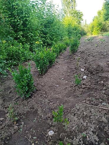 Самшит (Buxus sempervirens) — саженцы для живой изгороди и бордюров