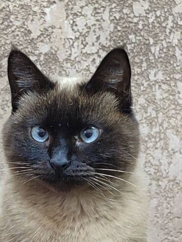 фонд добрые руки: Ищем дом кошечке. Привезём сами — 2