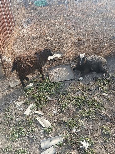 Продаю | Коза (самка) | Зааненская | Для разведения